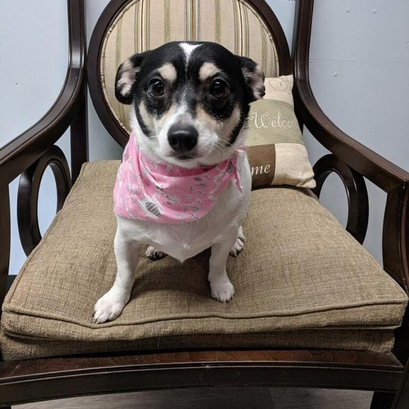 MEET YOUR POSHER, Emily W. 🎀 - Picture 7 of 8